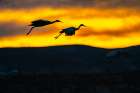 USA, New Mexico, Bosque Del Apache National Wildlife Refuge. Sandhill cranes landing at sunset. Art Print